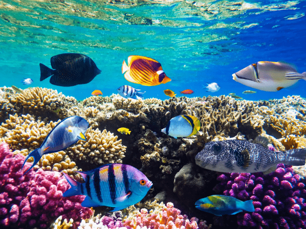 Seascope Excursion From Sharm El-Sheikh