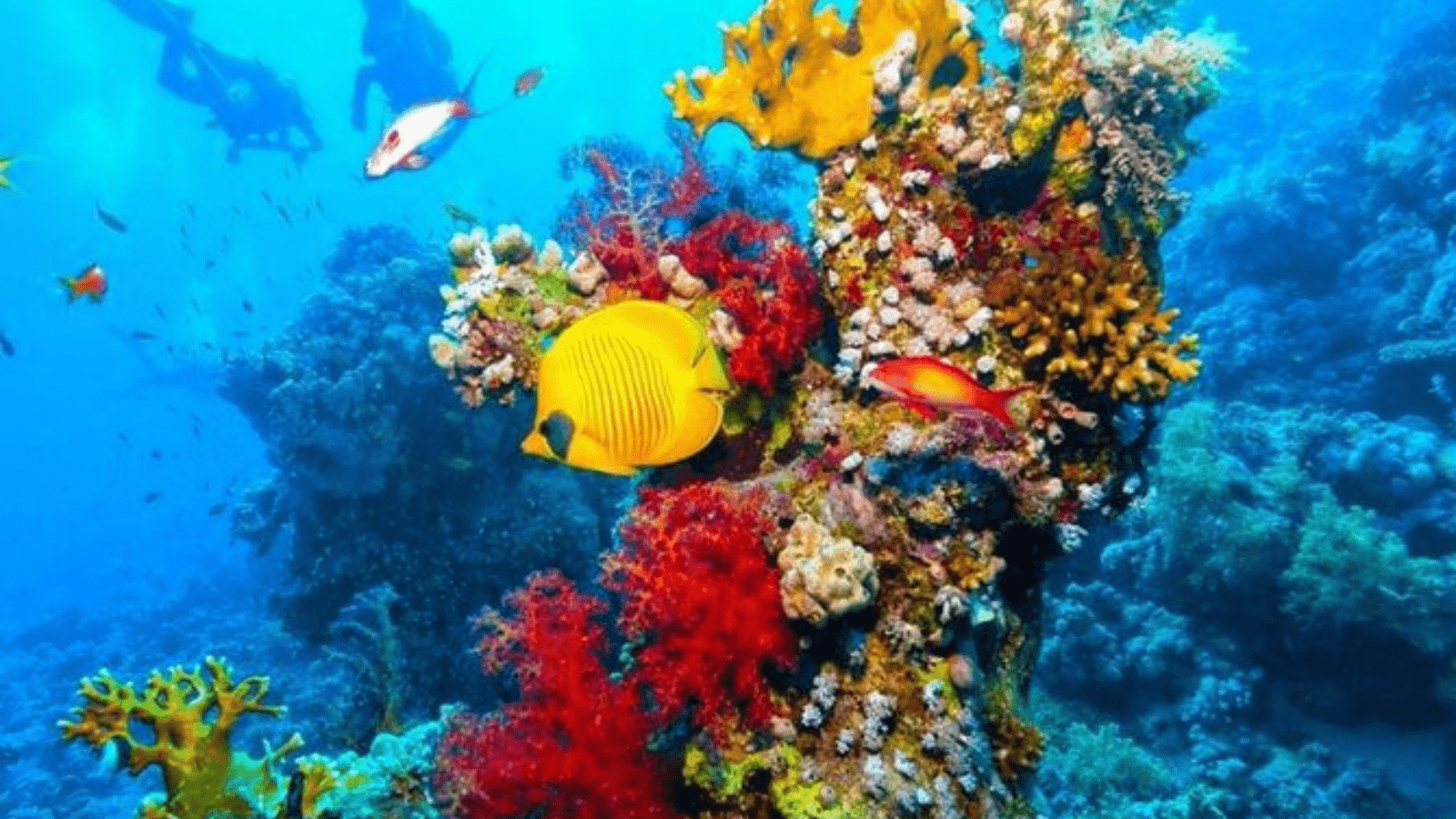 Seascope Excursion From Sharm El-Sheikh