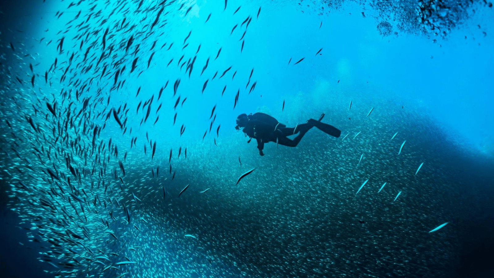 Seascope Excursion From Sharm El-Sheikh