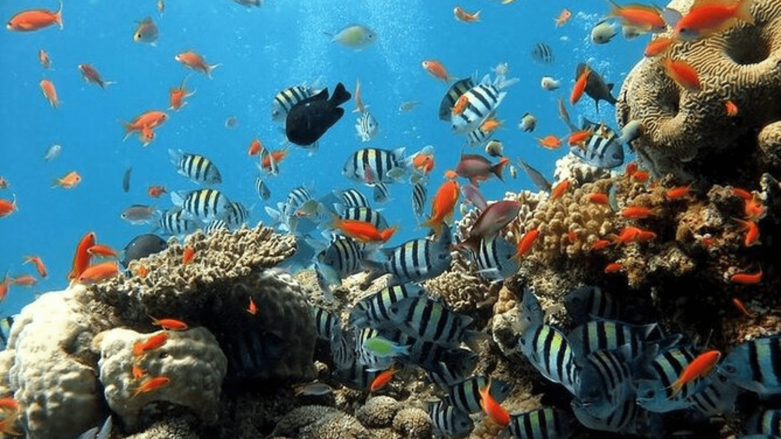 Seascope Excursion From Sharm El-Sheikh