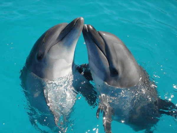 Dolphin Show