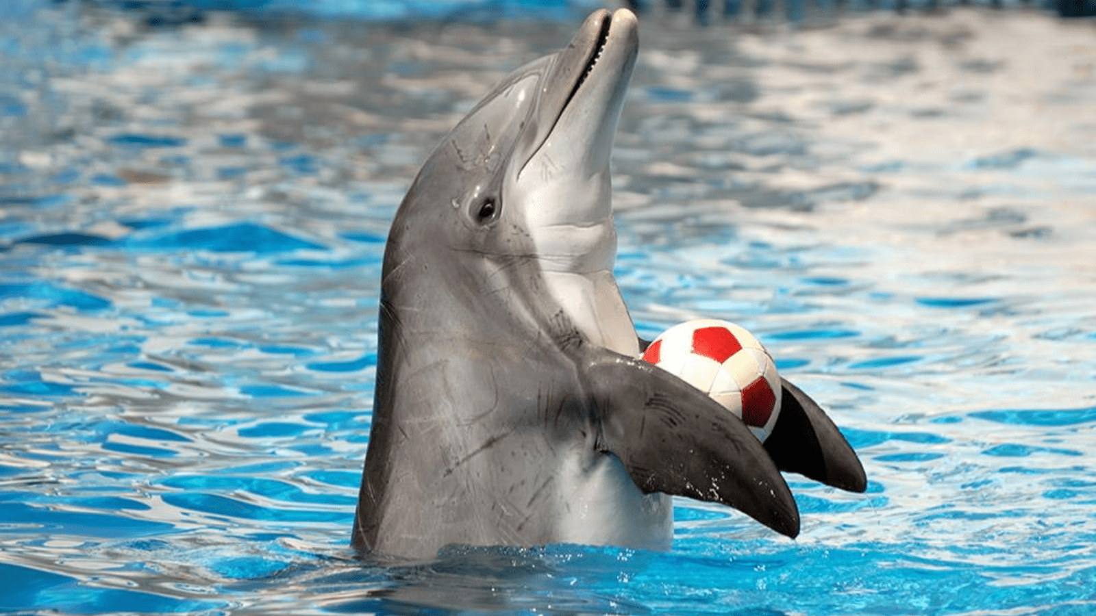 Dolphin Show