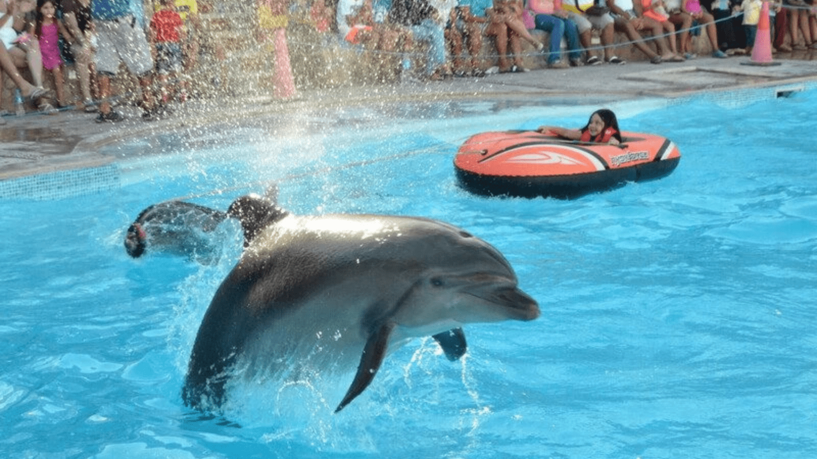 Dolphin Show