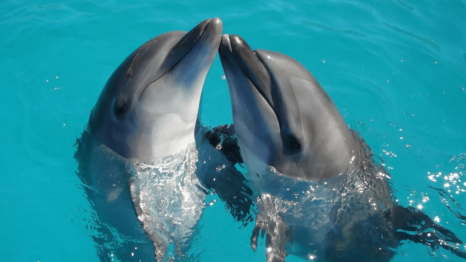 Dolphin Show