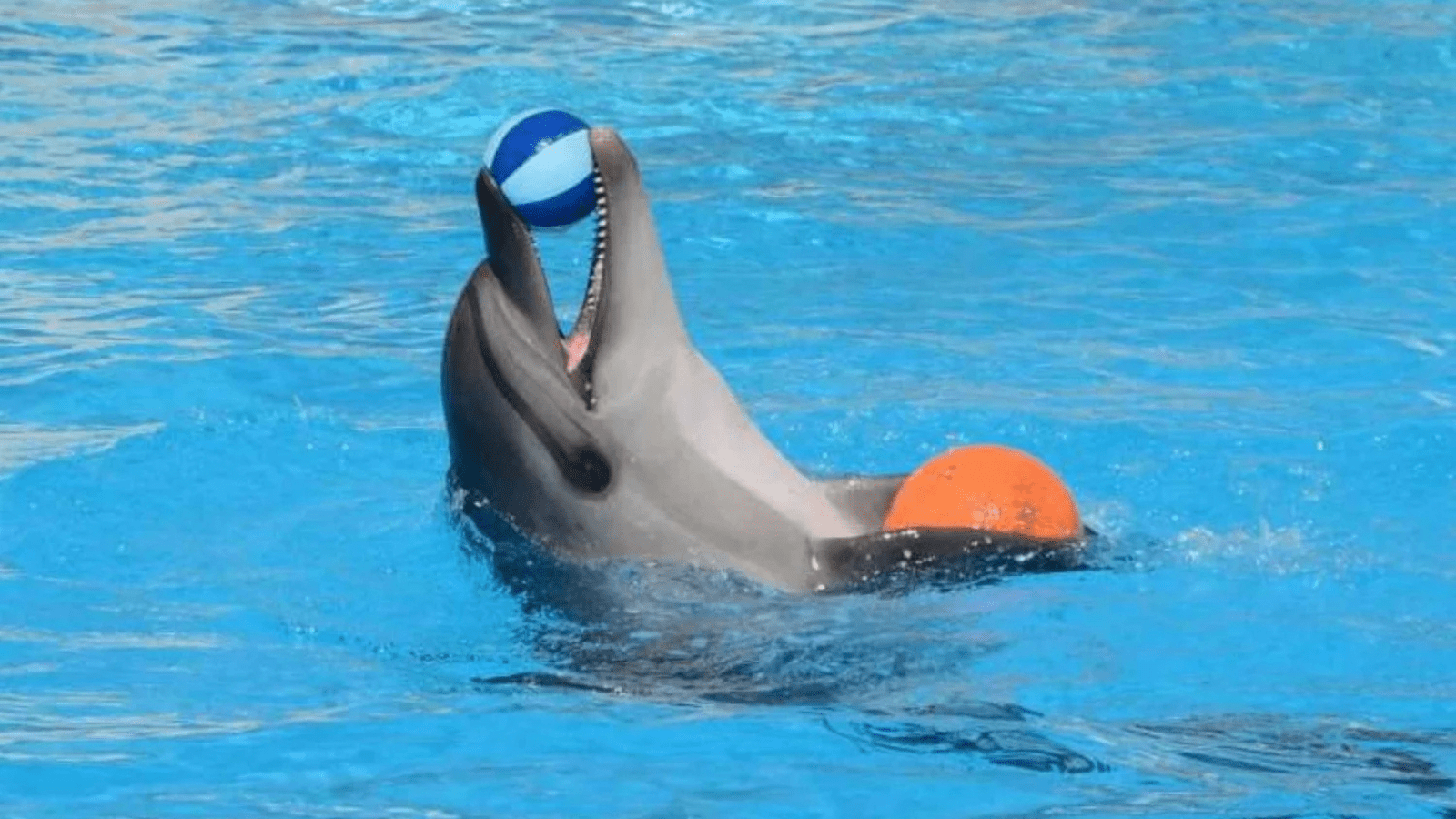 Dolphin Show In Hurghada