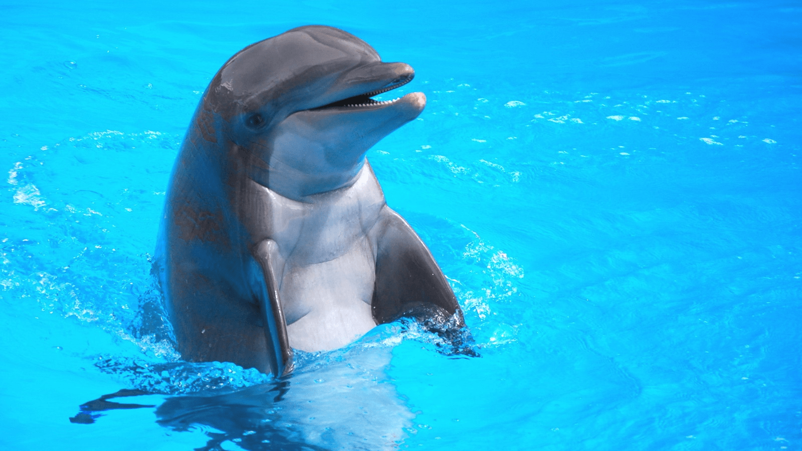 Dolphin Show In Hurghada