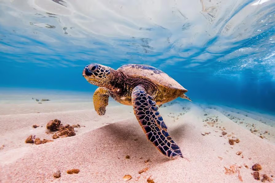 Marsa Alam Desert & Stargazing Experience by the Red Sea
