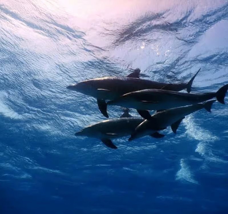 Beginner Diving in Hurghada: Discover the Red Sea Underwater World