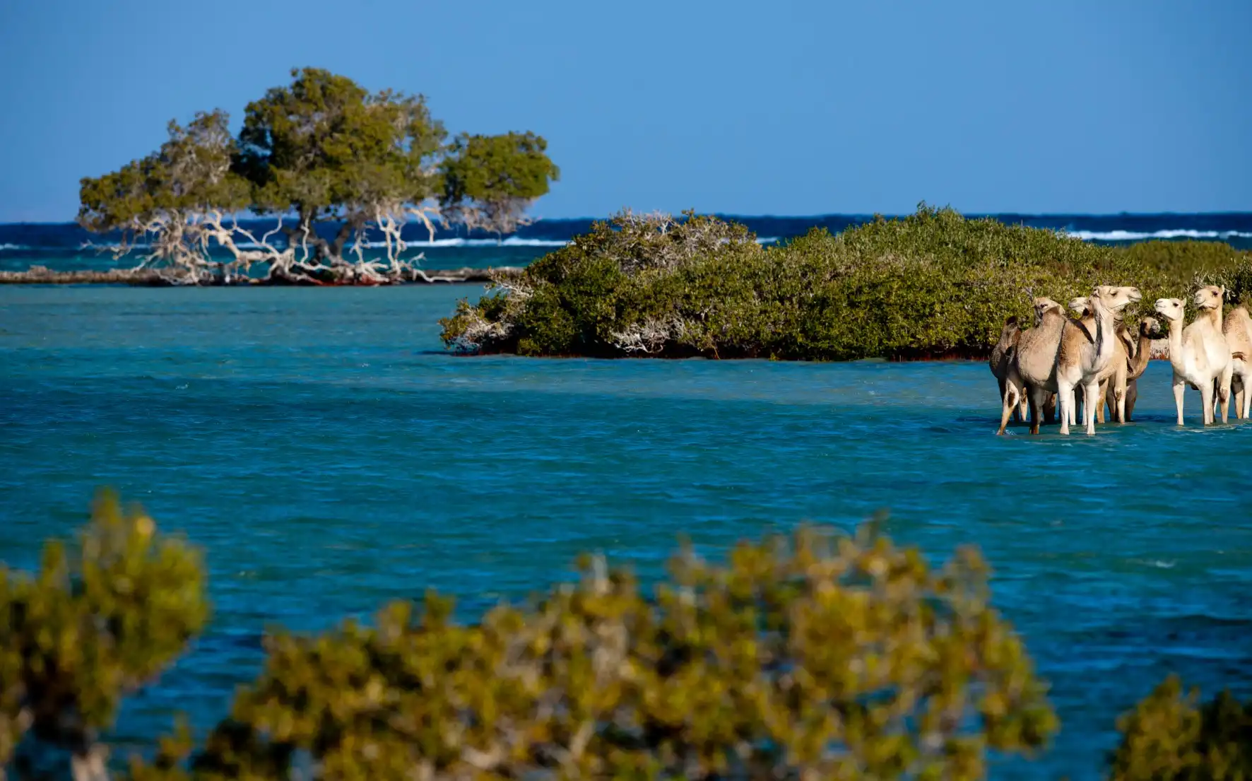 Parc national Wadi El Gemal