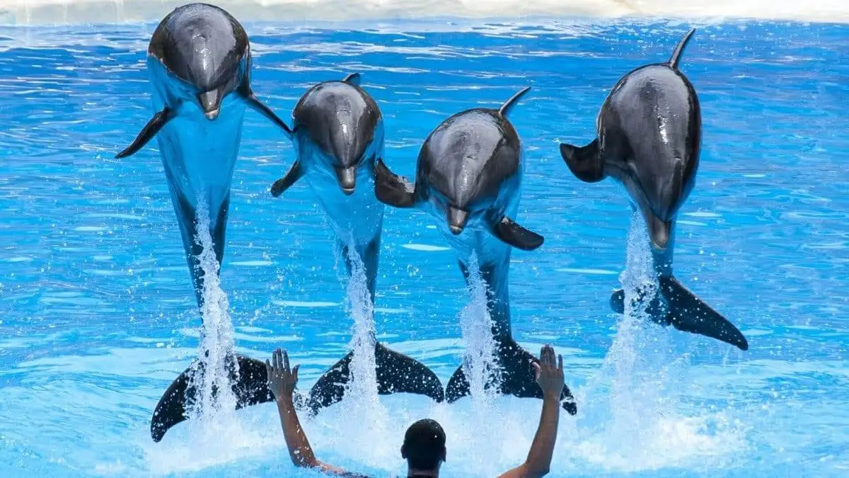 Spectacle de dauphins ÃƒÂ  Hurghada