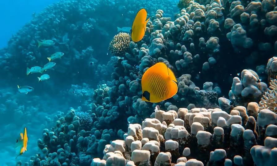 Marsa Alam Desert & Stargazing Experience by the Red Sea