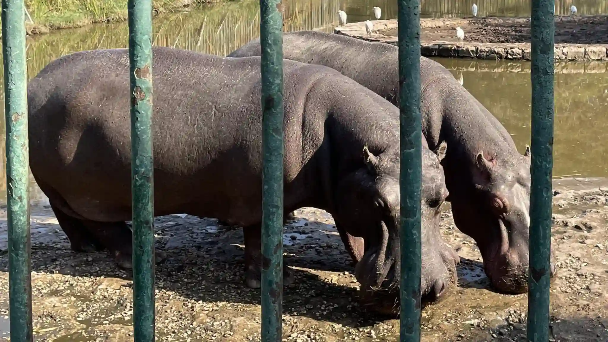 Les 5 meilleurs zoos d'Egypte
