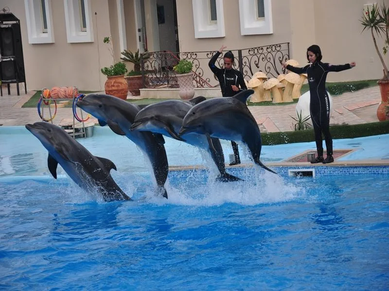 Spectacle de dauphins ÃƒÂ  Hurghada
