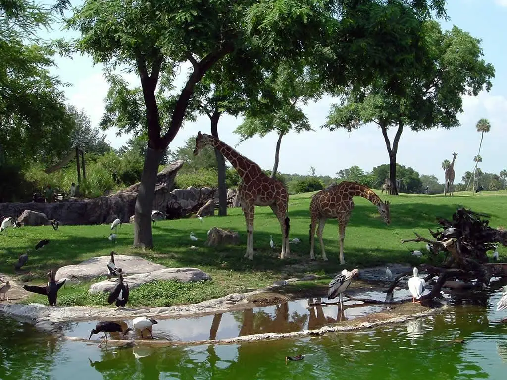 Zoo von Alexandria, Ãƒâ€žgypten